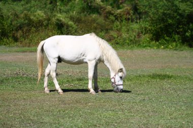 Yeşil otlakta beslenen güzel beyaz at.