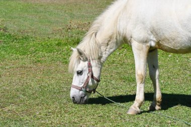 Yeşil otlakta beslenen güzel beyaz at.