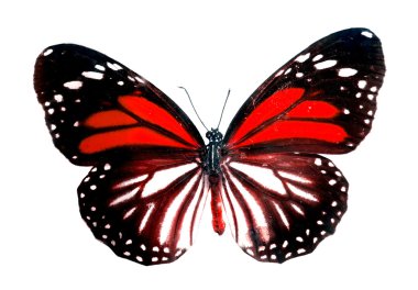 beyaz izole renkli kelebek