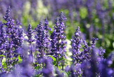 lavanta çiçeği alana kadar kapatın