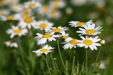 sarı çiçek alanı kapatın