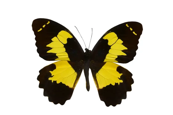 Mariposa colorida aislada en blanco —  Fotos de Stock