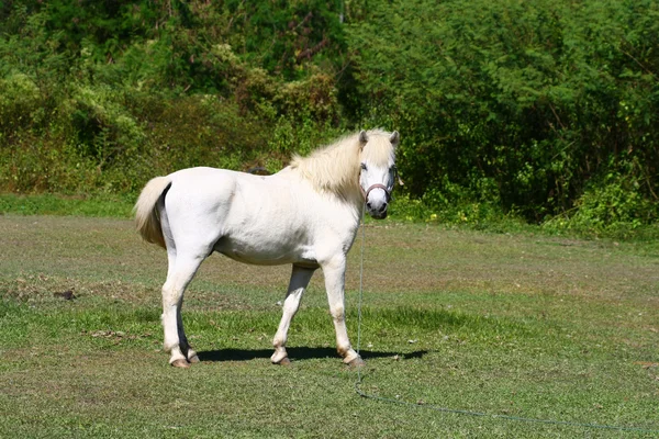 beautiful white horse feeding in a green pasture