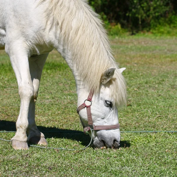 Hermoso caballo blanco alimentándose en un pasto verde — Foto de Stock