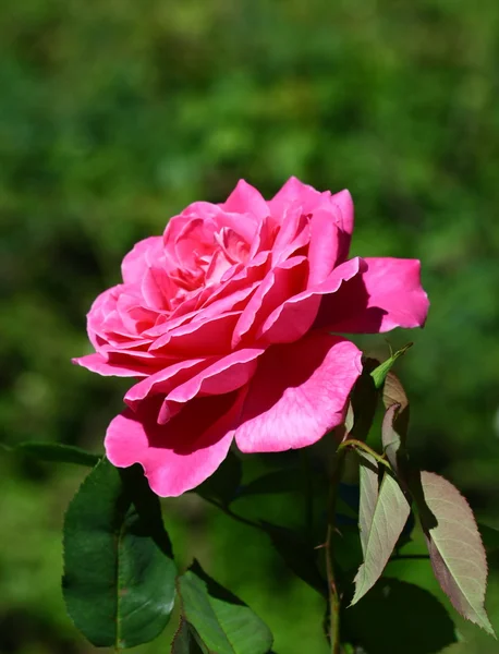 Close up rose in garden — Stock Photo, Image