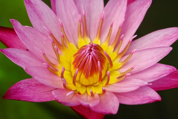 Schöne rosa Seerose oder Lotusblume im Teich — Stockfoto