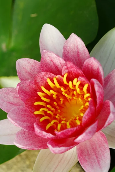 Bonito rosa waterlily ou flor de lótus na lagoa — Fotografia de Stock