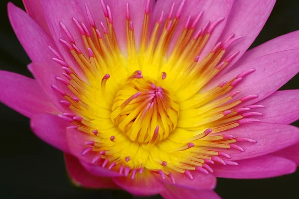 Hermosa flor de agua rosa o flor de loto en el estanque —  Fotos de Stock