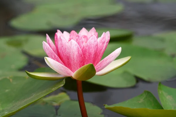 Flor de lótus na água — Fotografia de Stock