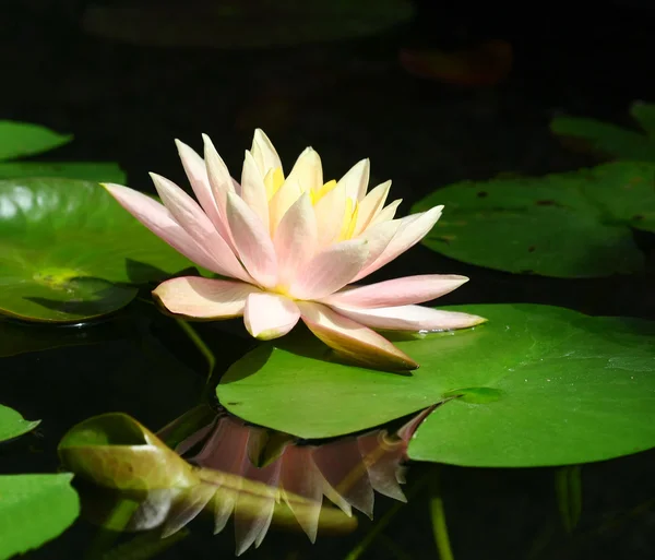 Hermosa flor de agua rosa o flor de loto en el estanque — Foto de Stock