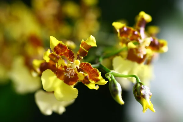 Cerca de la orquídea en el jardín, flor colorida — Foto de Stock