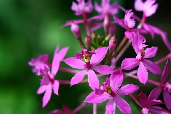 ปิดกล้วยไม้ในสวน ดอกไม้ที่มีสีสัน — ภาพถ่ายสต็อก