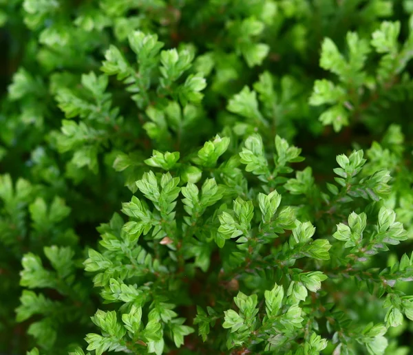 Close up macro fern and moss — Stock Photo, Image