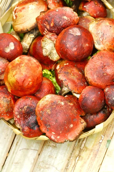 Close up red wild mushroom — Stock Photo, Image