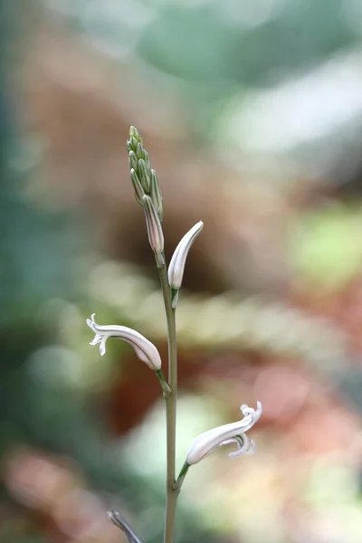 Clsoe hasta macro pequeña flor de hierba — Foto de Stock