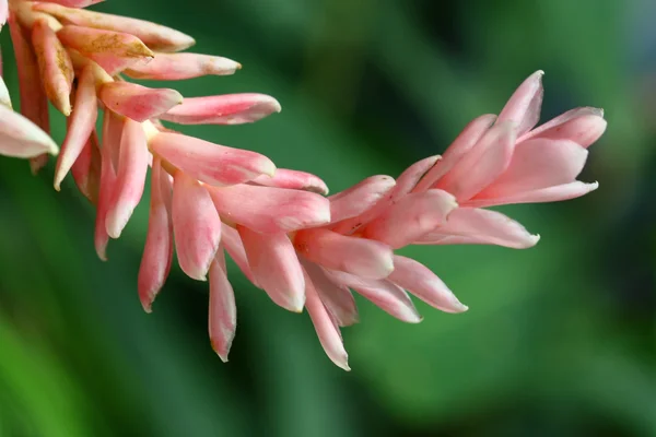 Macro flor no jardim, gengibre — Fotografia de Stock