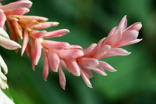 Macro flor en el jardín, jengibre — Foto de Stock