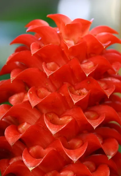 Macro bloem in Tuin, gember — Stockfoto