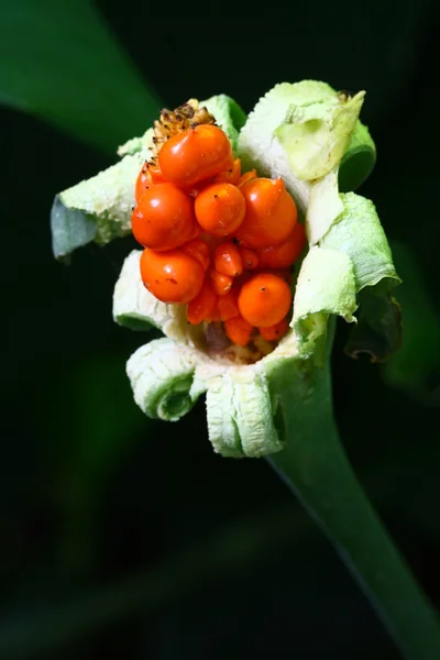 Macro flor en el jardín, jengibre — Foto de Stock