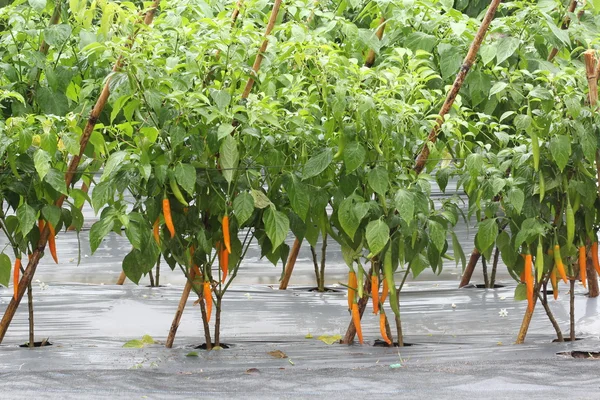 Pomarańczowy chili w ogrodzie, Tajlandia — Zdjęcie stockowe