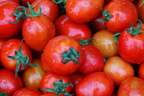 Frische und feuchte rote Kirschtomaten im Garten — Stockfoto