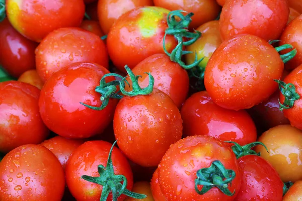 Świeże i mokre czerwonych pomidorów cherry w ogrodzie — Zdjęcie stockowe