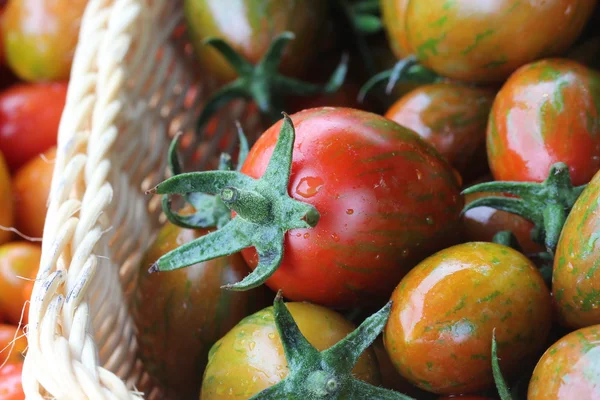 Frische und feuchte rote Kirschtomaten im Garten — Stockfoto