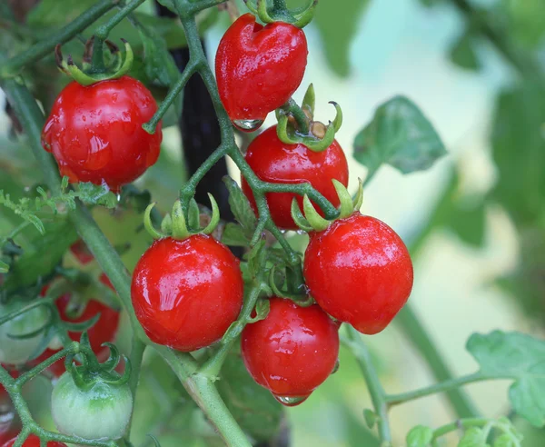 Świeże i mokre czerwonych pomidorów cherry w ogrodzie — Zdjęcie stockowe