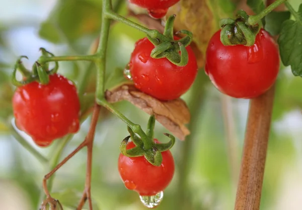Frische und feuchte rote Kirschtomaten im Garten — Stockfoto