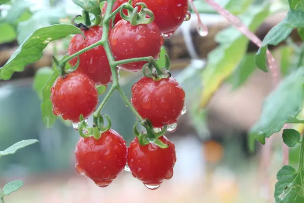 Vers en natte rode kers tomaat in tuin — Stockfoto