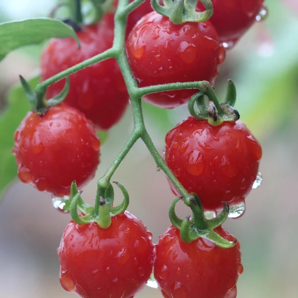 Tomate cereza rojo fresco y húmedo en el jardín — Foto de Stock