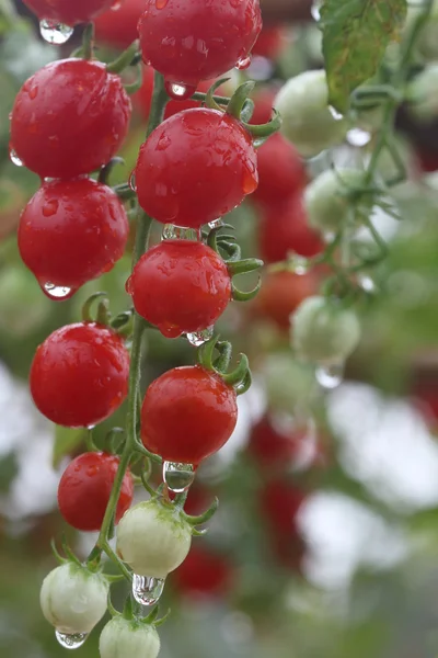 Świeże i mokre czerwonych pomidorów cherry w ogrodzie — Zdjęcie stockowe