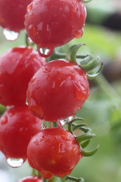 Świeże i mokre czerwonych pomidorów cherry w ogrodzie — Zdjęcie stockowe