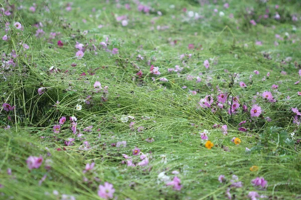 Campo de cosmos rosa árvore de flores caiu — Fotografia de Stock