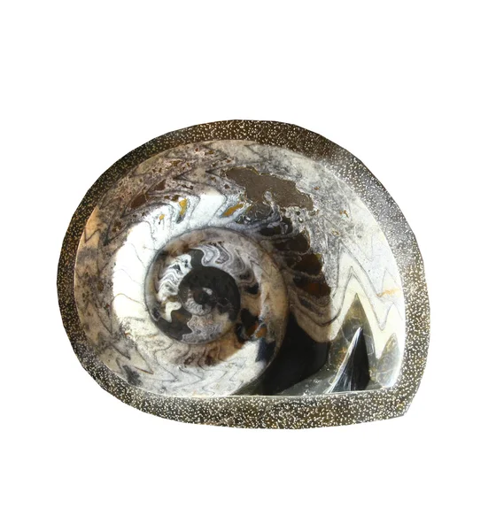 Close-up Ammonite geïsoleerd op wit — Stockfoto