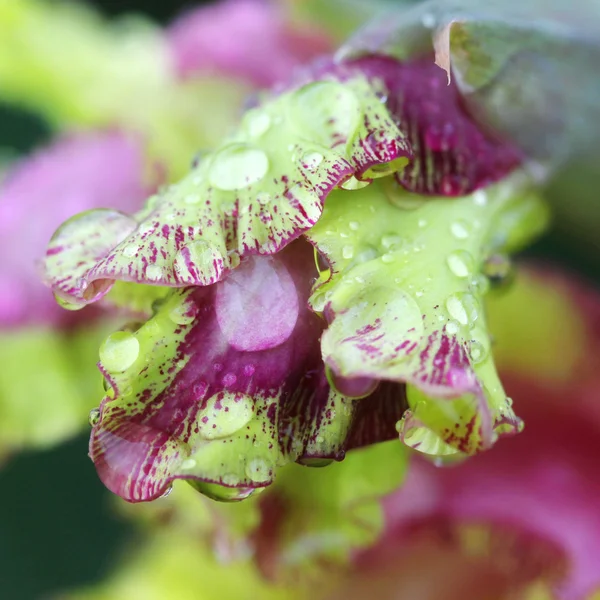 Macro gota de lluvia en la flor, flor de gladiolo — Foto de Stock