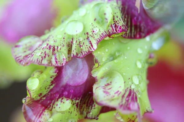 Gota de chuva macro na flor, flor de gladíolo — Fotografia de Stock