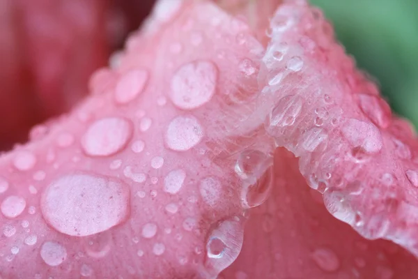 Macro regendruppel op bloem, gladiolen bloem — Stockfoto