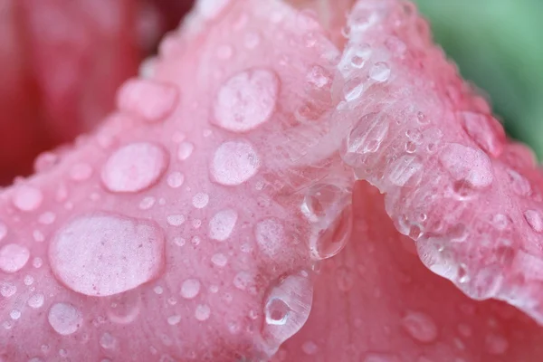 Dešťová kapka makro na květ, květina Gladiola — Stock fotografie