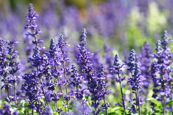 Fechar a flor de lavanda no campo — Fotografia de Stock