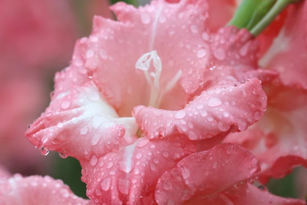 Macro gota de lluvia en la flor, flor de gladiolo — Foto de Stock