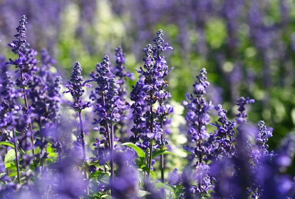 Närbild av lavendelblomma i fältet — Stockfoto