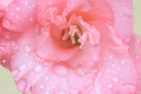 Macro gota de lluvia en la flor, flor de gladiolo —  Fotos de Stock