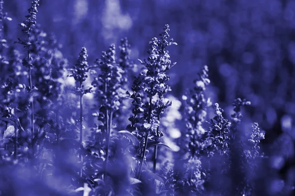 Fechar a flor de lavanda no campo — Fotografia de Stock