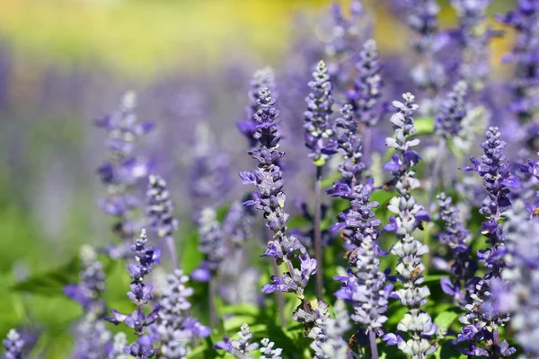 Fechar a flor de lavanda no campo — Fotografia de Stock