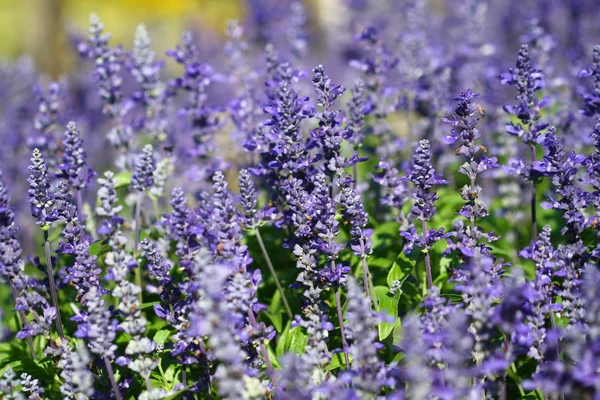 Närbild av lavendelblomma i fältet — Stockfoto