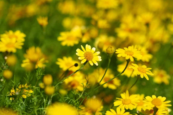 Close up campo de flores amarelas — Fotografia de Stock