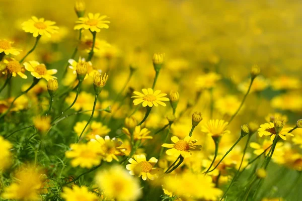 Nära håll gul blomma fältet — Stockfoto