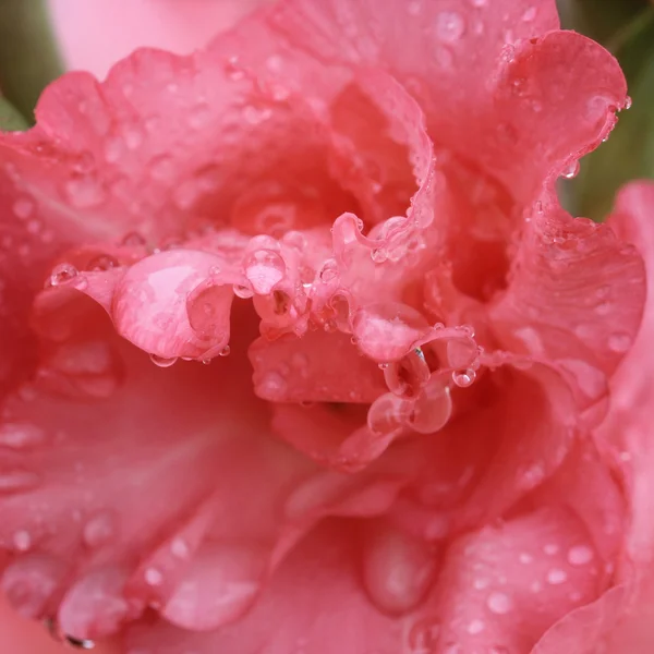 Macro goutte de pluie sur fleur, fleur de gladiolus — Photo