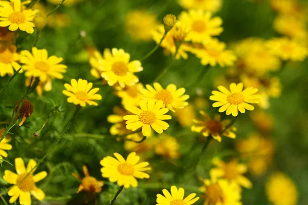 Nära håll gul blomma fältet — Stockfoto